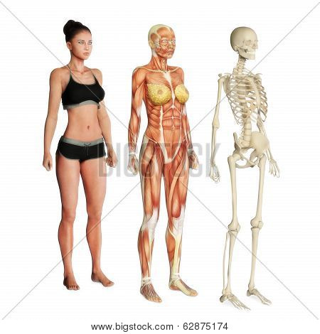 Female illustration of skin, muscle and skeletal systems