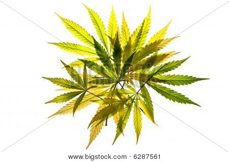 Feuilles translucides