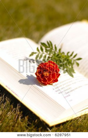 도 서와 붉은 꽃