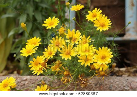 Chrysanthemum coronarium blossom