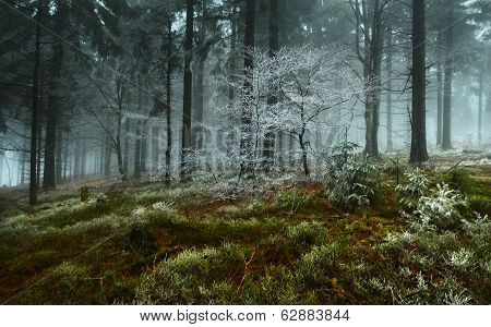 frosty morning on the mountain