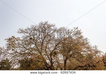 Peepal tree or Sacred Fig taken on an light blue sky background