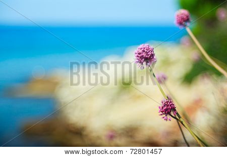 Alium Cepa Flower