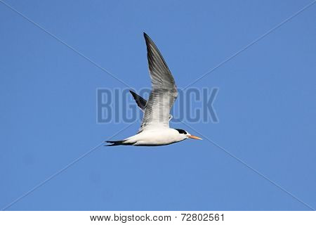 Elegant Tern (sterna Elegans)