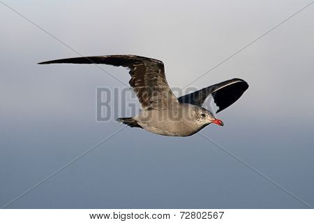 Heermanns Gull (larus Heermanni) By The Ocean