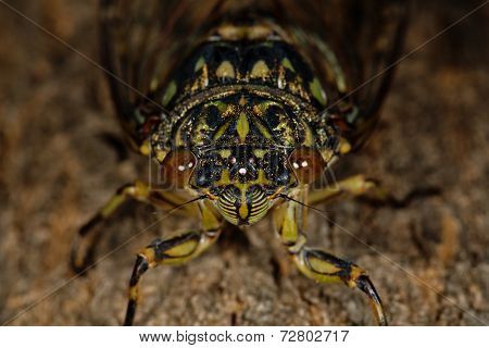 Macro photo of a cicada (Tibicen pruinosus)