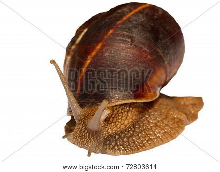 Earthy brown snail in the shell photographed close.