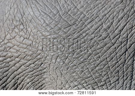 Elephant Skin