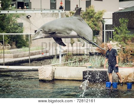 Dolphin's Jump Out Of The Water By Instruction Of The Coach