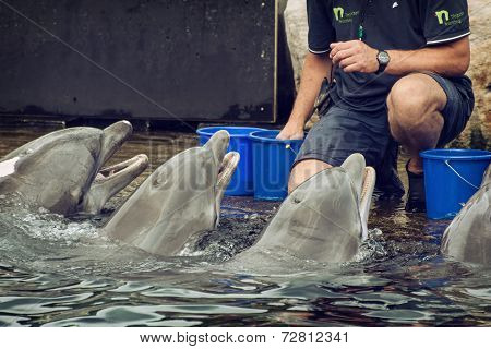 Coach Gives Reward To Dolphins For Their Perfect Output