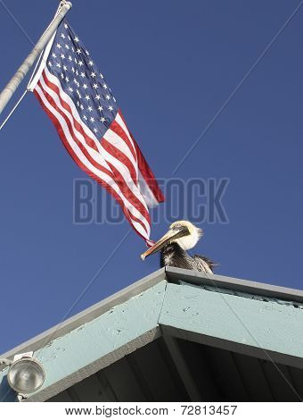 Pelican Joe