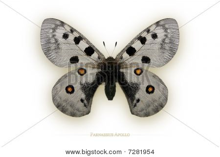 Schmetterling