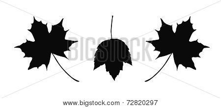 Detailed maple leaves illustration isolated on white