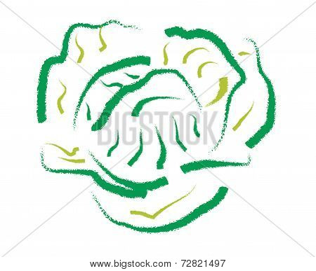 Hand Drawing Cabbage