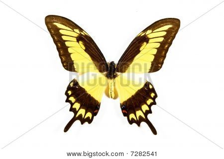Gul og sort Butterfly Papilio podalirius isoleret