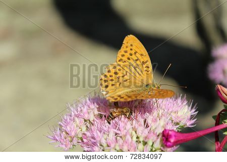A little butterfly