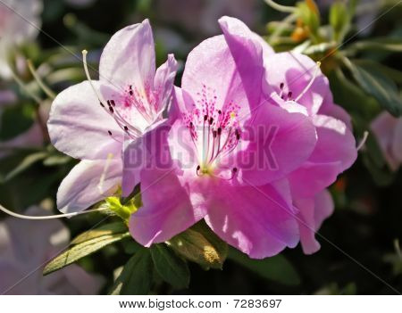 Azalia fiori