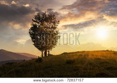 Trees Near Valley In Mountains  On Hillside At Sunset