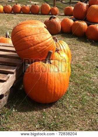 Pumpkins
