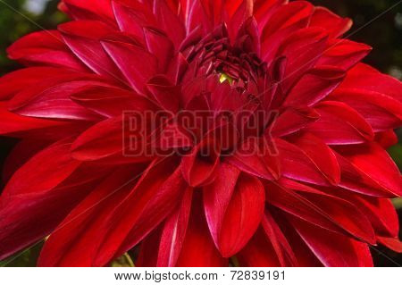 Dark Red Dahlia Close-up As Background