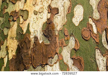 Multi Colored Bark Of A Tree Outdoor
