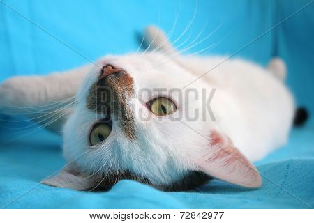 Cat Play