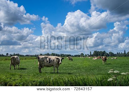 Cows grazing in a field