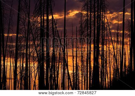 Sunset Through Burned Trees