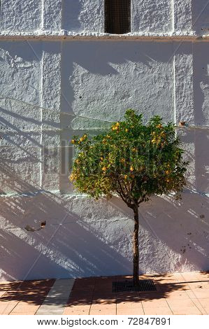 Orange Tree