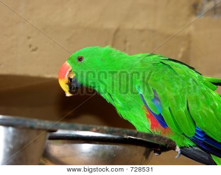 Parrot