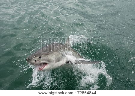 Great White Shark (carcharodon Carcharias)