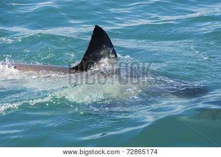 Great White Shark (carcharodon Carcharias)