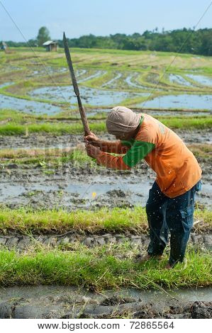 Rice Worker, Indonesia