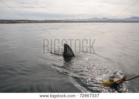 Great White Shark (carcharodon Carcharias)