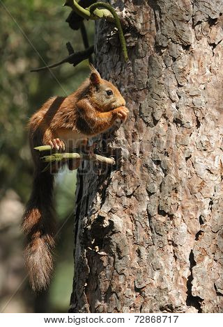 Red Squirrel