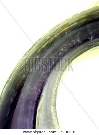 Micrografia pétala Crocus