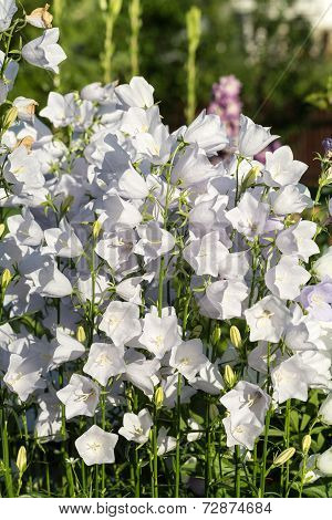 Campanula or canterbury bells flowers in garden
