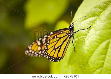 Danaus Plexippus