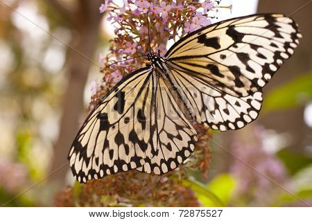 Idea Leuconoe