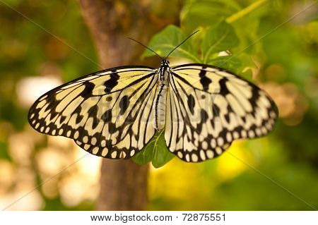 Idea Leuconoe
