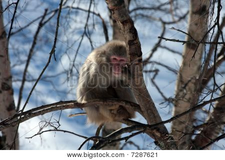 Snow Monkey