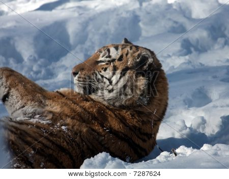Amur-tiger