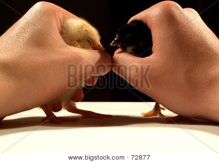 Ying & yang...(1)
