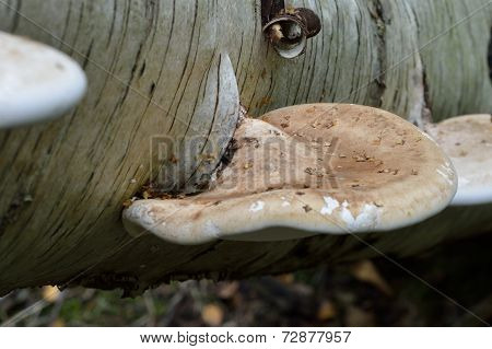 Single tree growing funghi