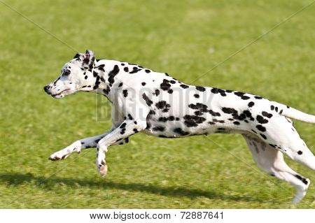 Dog Race