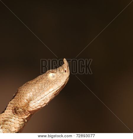 Close Up On Vipera Ammodytes Head