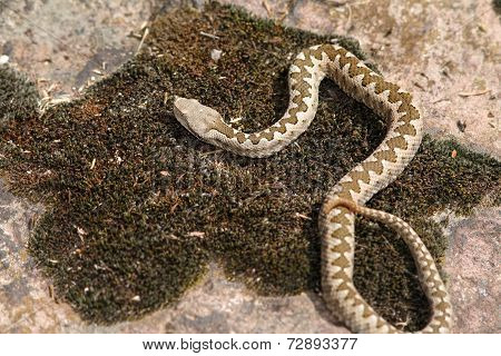 Juvenile Long Nosed Viper On Stone