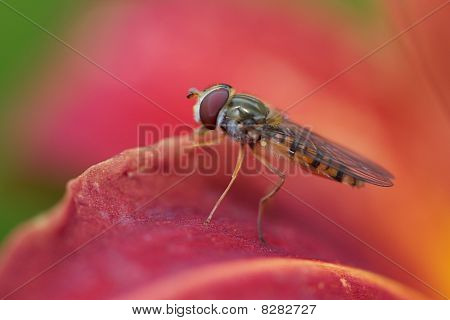 Pegefølsom flyve på rød blomst
