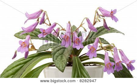 Rostlina rodiny Podpětovité - Chirita odrůda stardust v hrnci