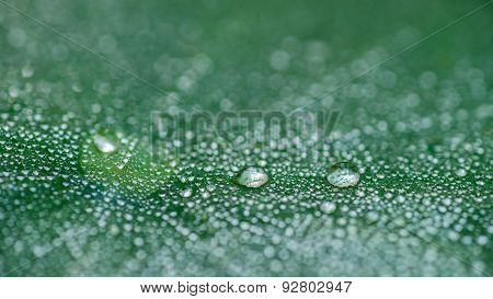 Dew Drops Lining Up